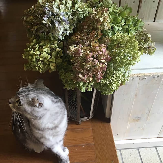Kumiko_nyanさんの実例写真