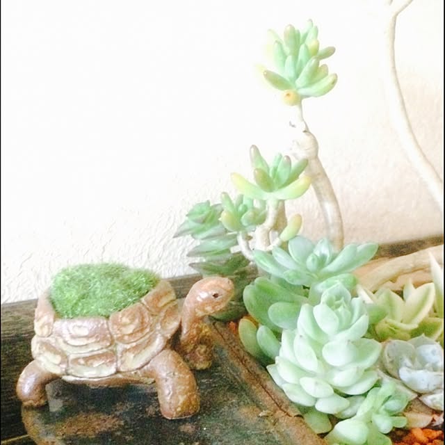 manatomoさんの実例写真