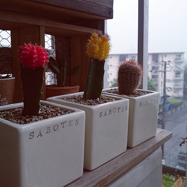 miporin0711さんの実例写真
