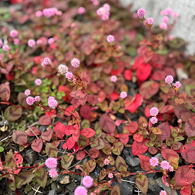 CoCo0617さんの部屋