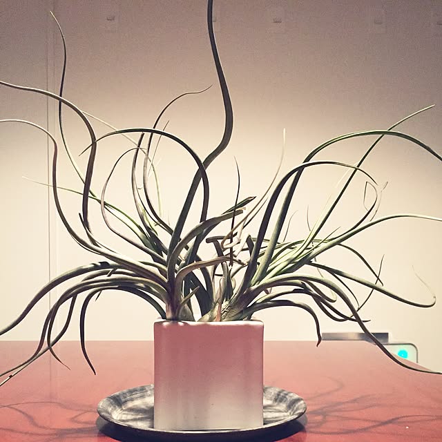 YUZYYUZYYUZYさんの実例写真