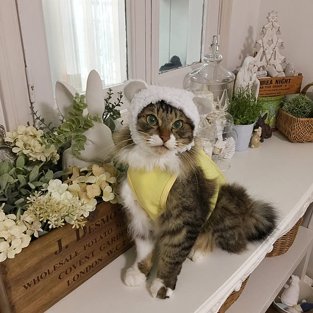 yuchiさんの実例写真