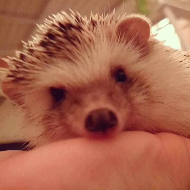 kuruさんの実例写真