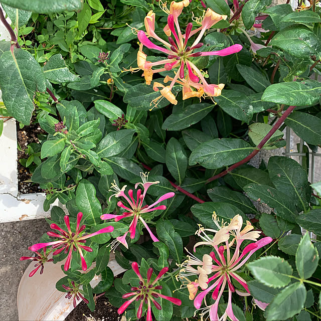 AYUKOさんの実例写真