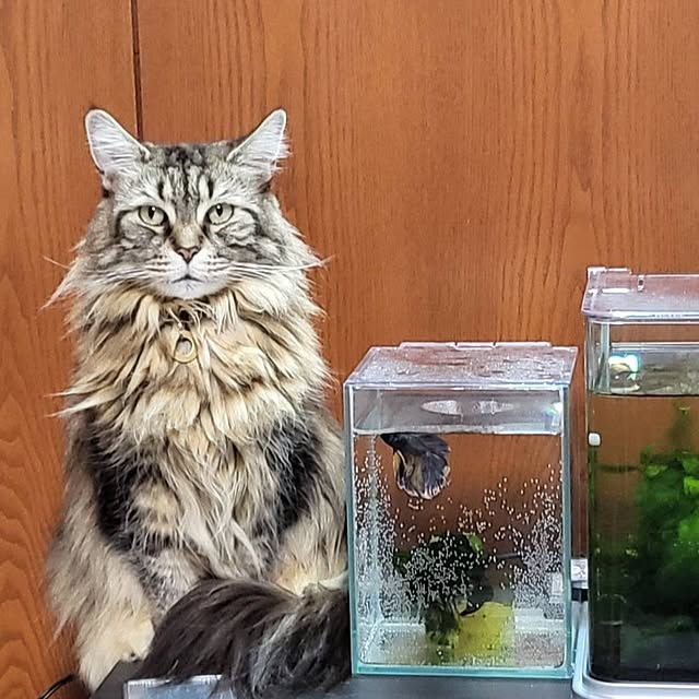 whiskerbloomさんの実例写真