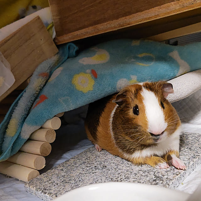 puttyさんの実例写真