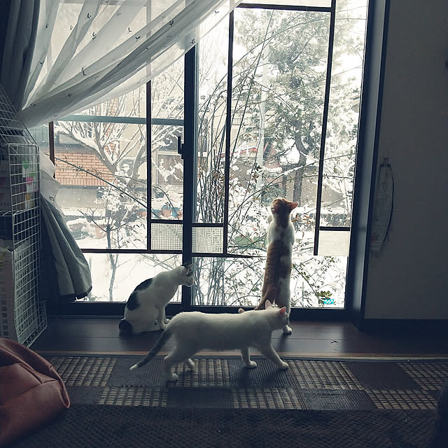 Mikaさんの実例写真