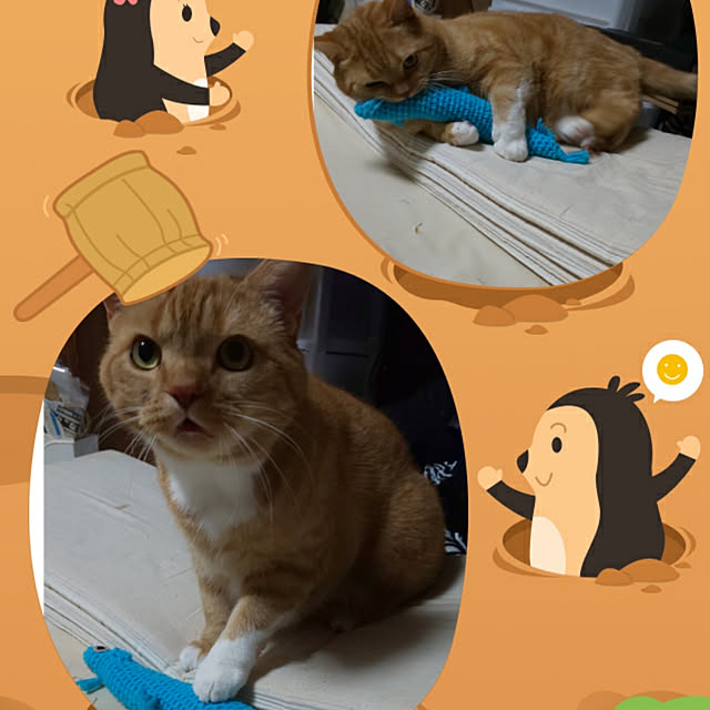 toramamaさんの実例写真