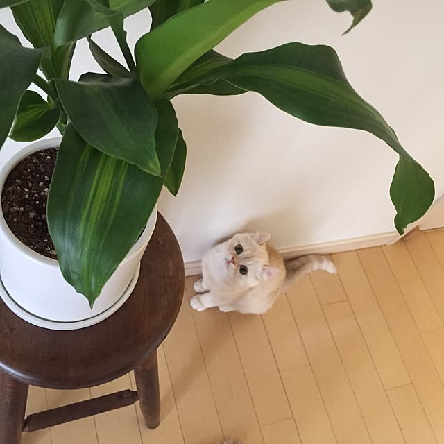 shachiiiさんの実例写真