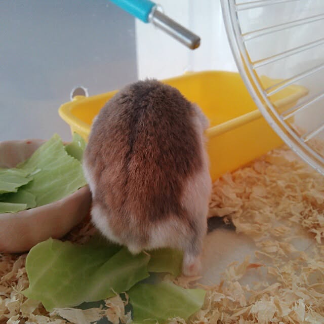 SAYOさんの実例写真