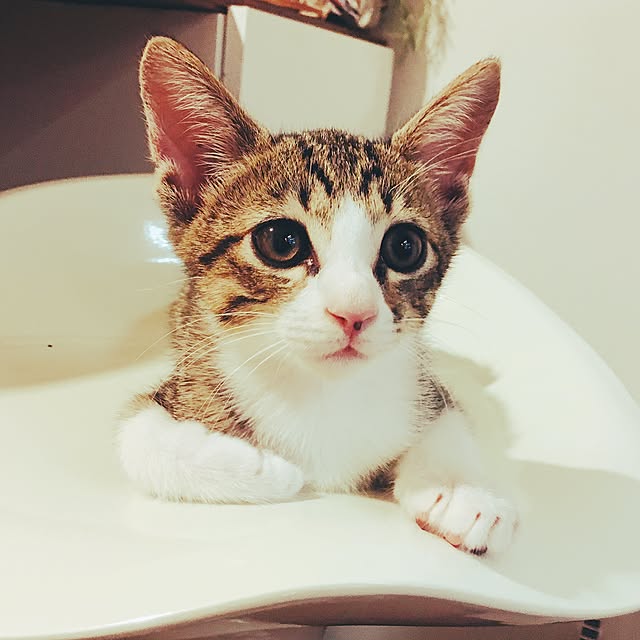 ねこのいる日常/カフェ風/DIY/100均/ニトリ...などのインテリア実例 - 2017-07-11 20:23:09