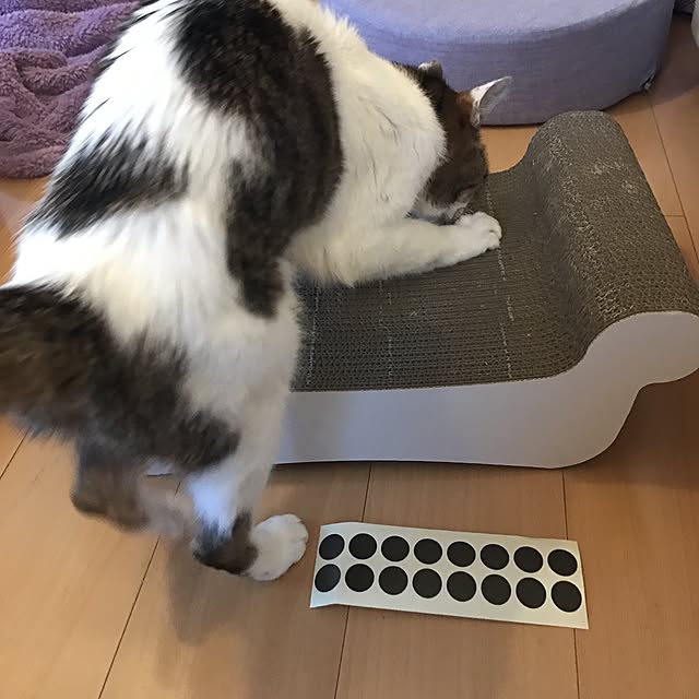 mi-mi-373さんの実例写真