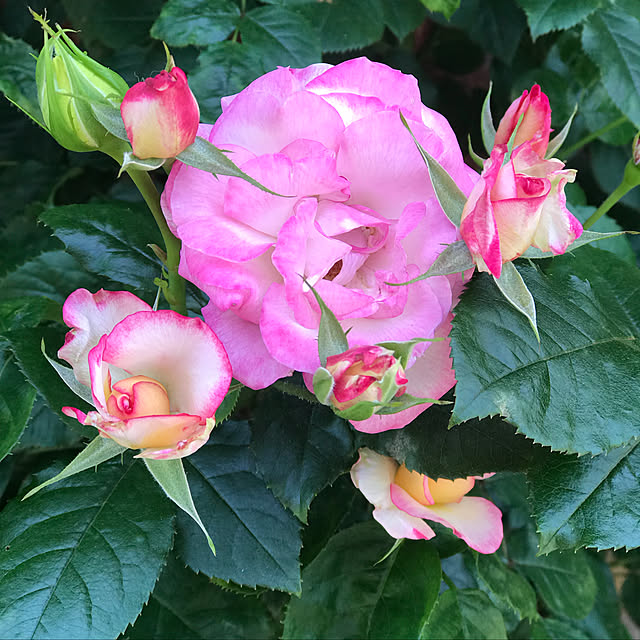 RoseLife5818さんの実例写真