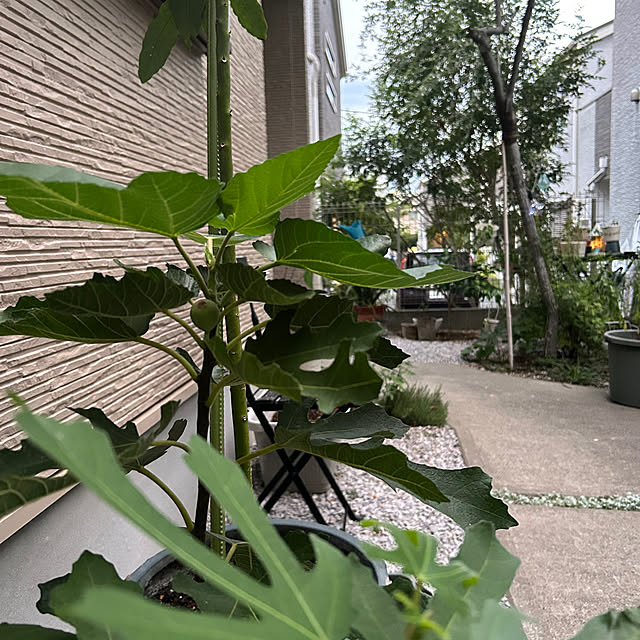 hatsugaさんの部屋