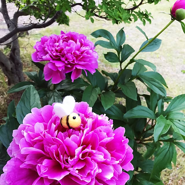 mayuさんの実例写真