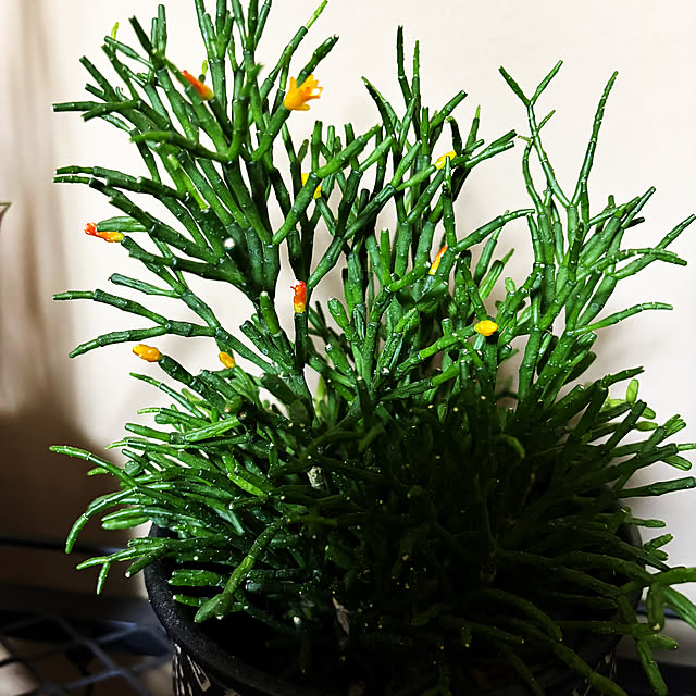 rintarotantan7さんの実例写真