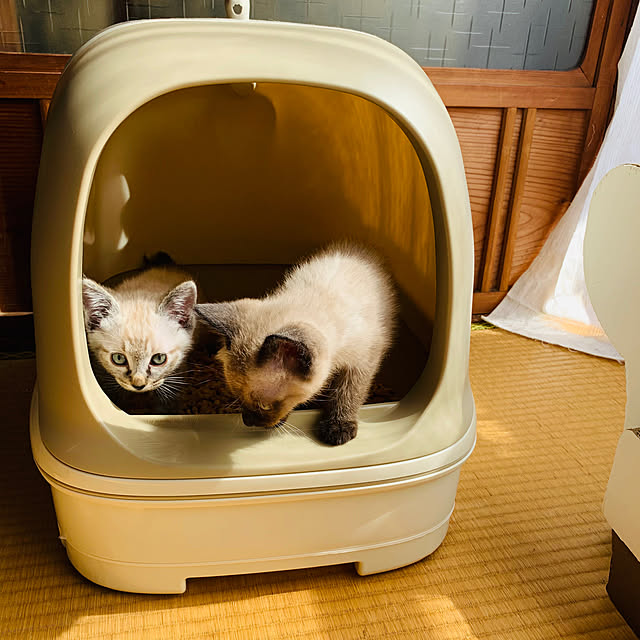 Oreoさんの実例写真
