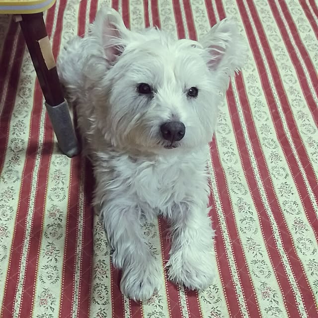 hattiさんの実例写真