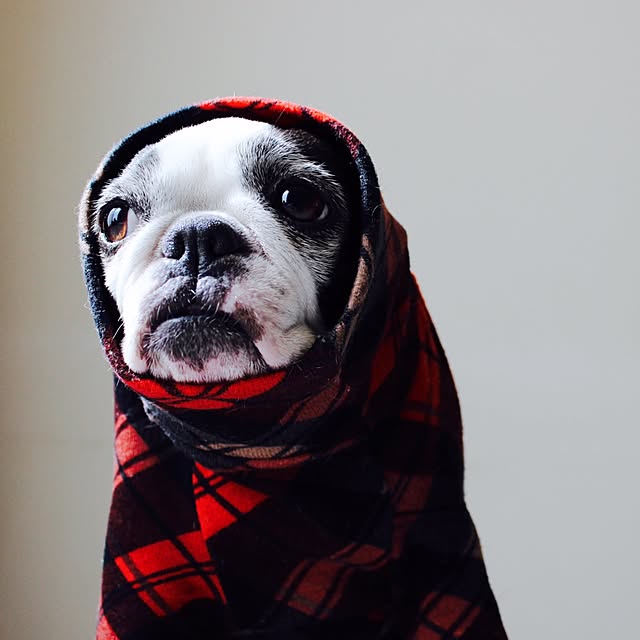 BOSTONさんの実例写真