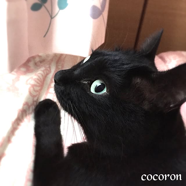 cocoronさんの実例写真