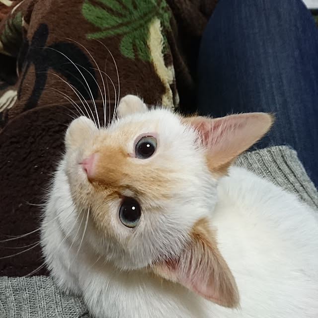 haryu1202さんの実例写真