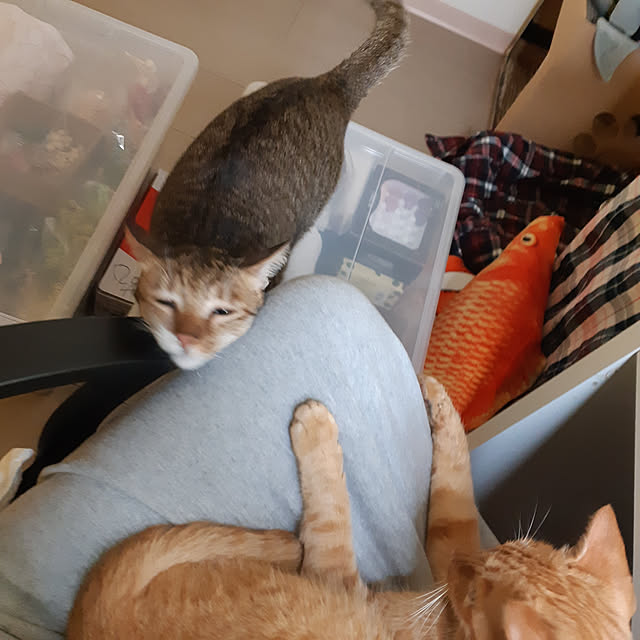 CinqinTWさんの実例写真