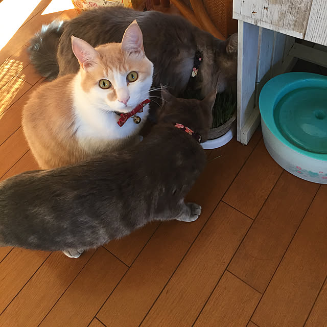 naworinさんの実例写真