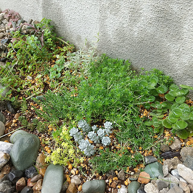 多肉植物 黄金細葉万年草 根付き 抜き苗 - メルカリ
