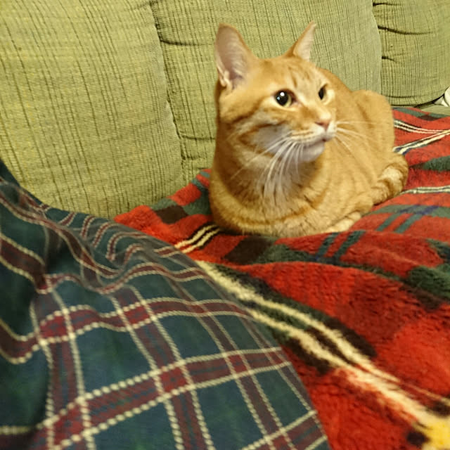 okyosan101さんの実例写真