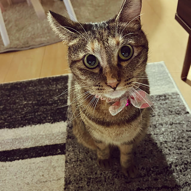 chiiさんの実例写真