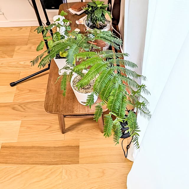 tomatopapaさんの部屋