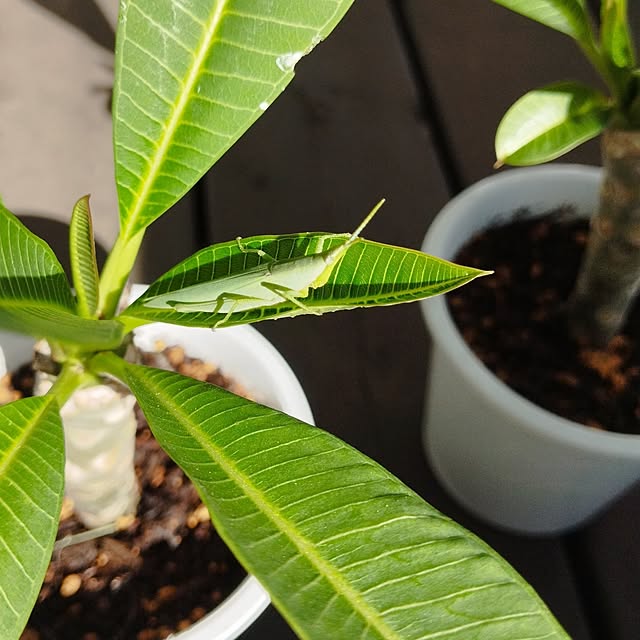 SSSSSさんの部屋