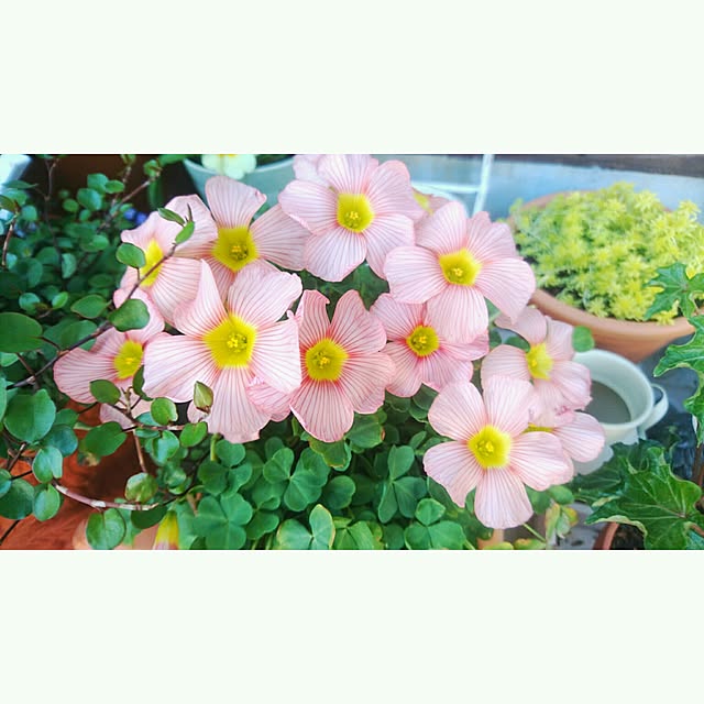 nomiさんの実例写真