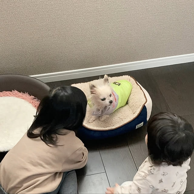 犬/ベッド周り/シンプル/子供のいる暮らし/すっきり暮らすのインテリア実例 - 2021-12-30 22:42:15