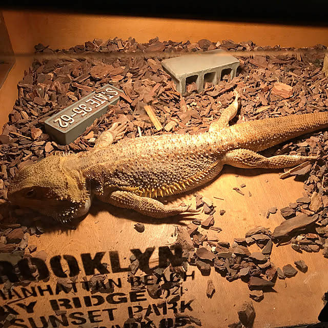 japitonさんの実例写真