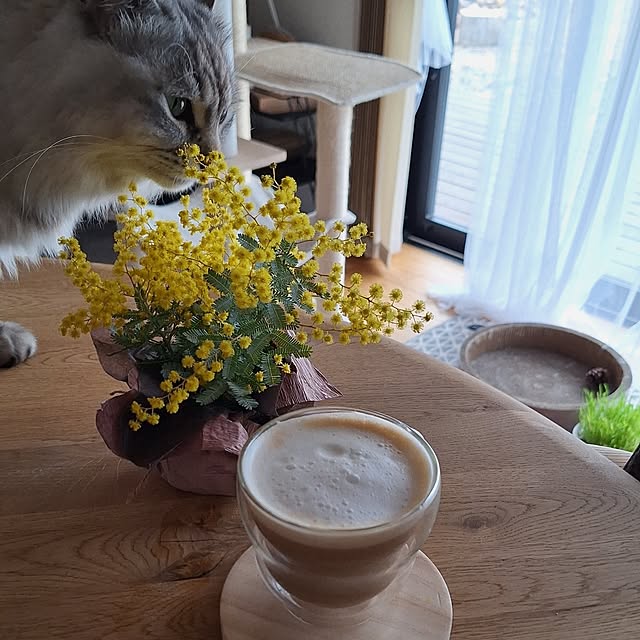 toramonaさんの部屋