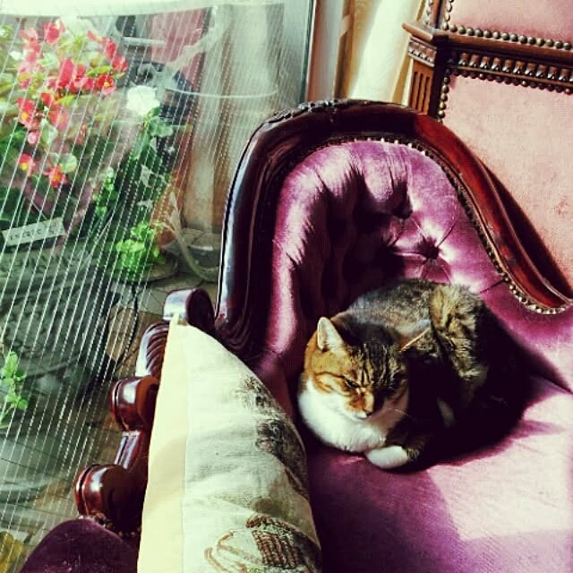 emmyyさんの実例写真