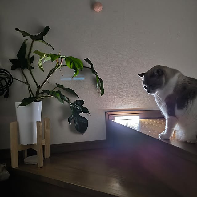 koyutan-mjmさんの部屋