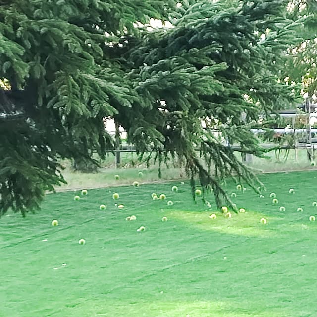 nyankonecoさんの部屋