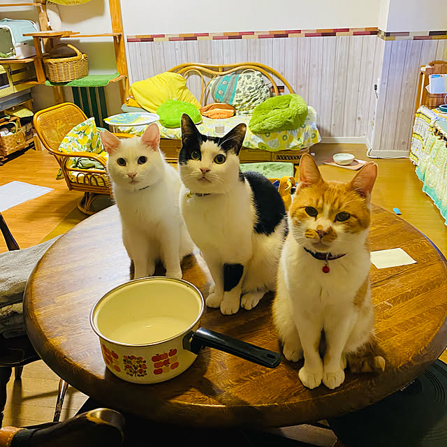 SHIHOさんの実例写真