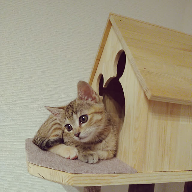 mamekoさんの実例写真