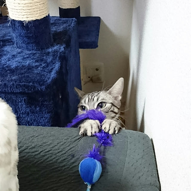 CatClipさんの実例写真