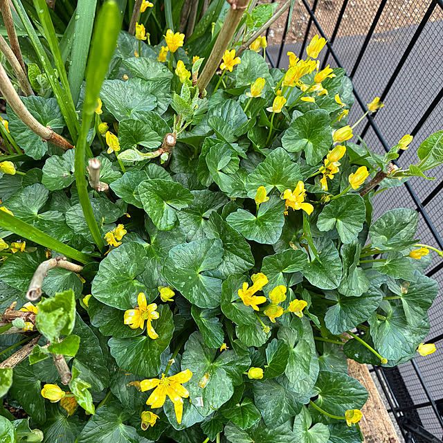 romiromiさんの部屋