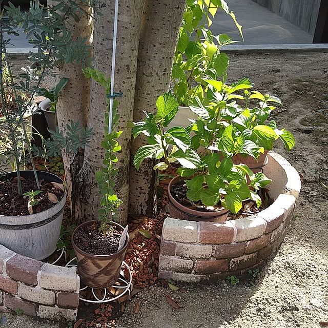 ameamekaasanさんの部屋