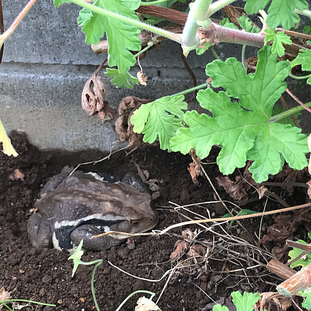 maroさんの実例写真