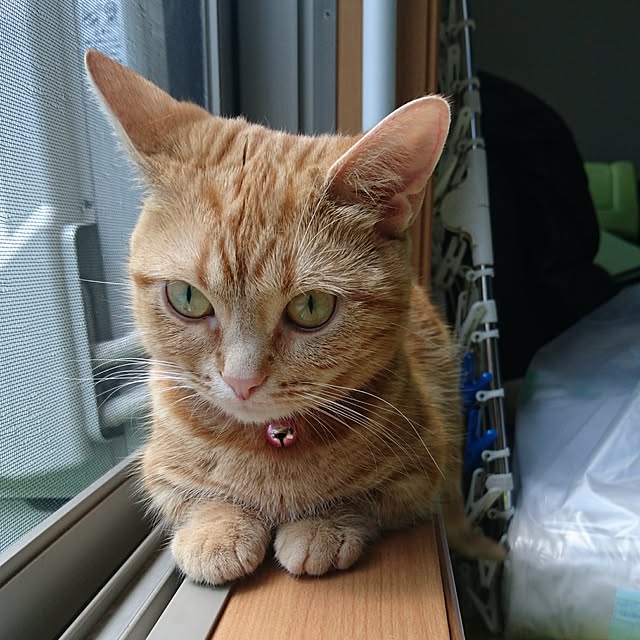 shinobuさんの実例写真
