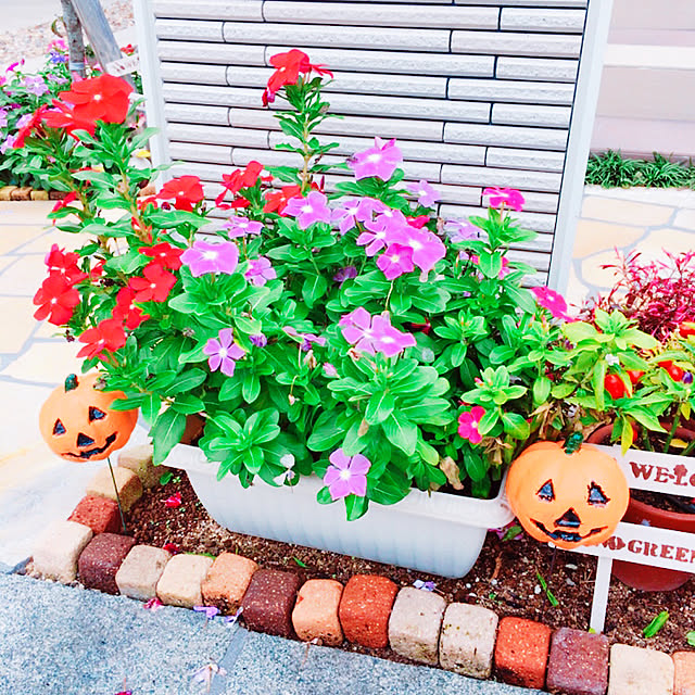 manachanさんの実例写真