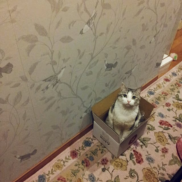 emmyyさんの実例写真