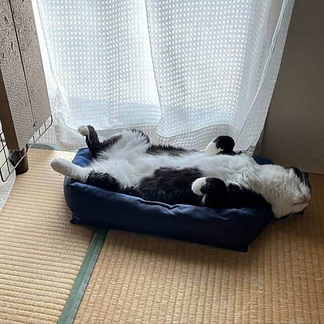 koromaroさんの実例写真