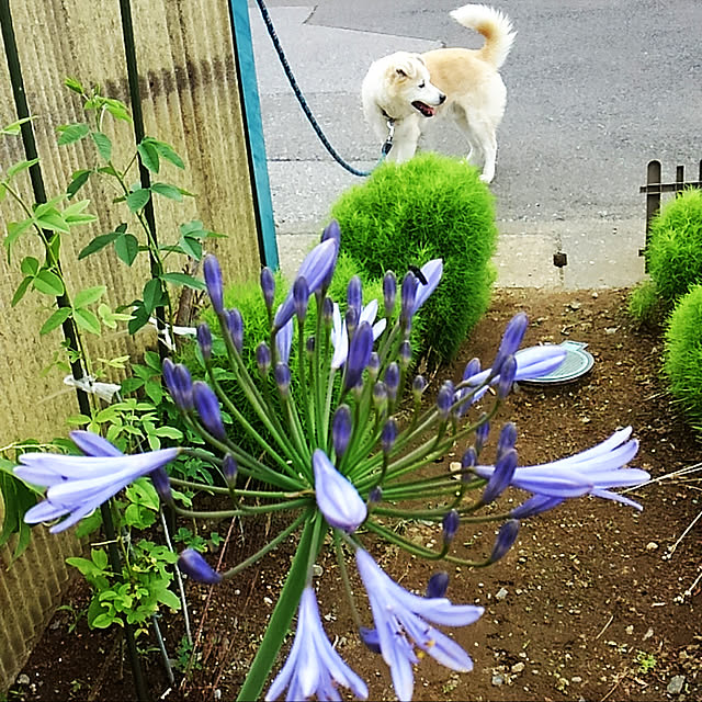 masu...さんの実例写真